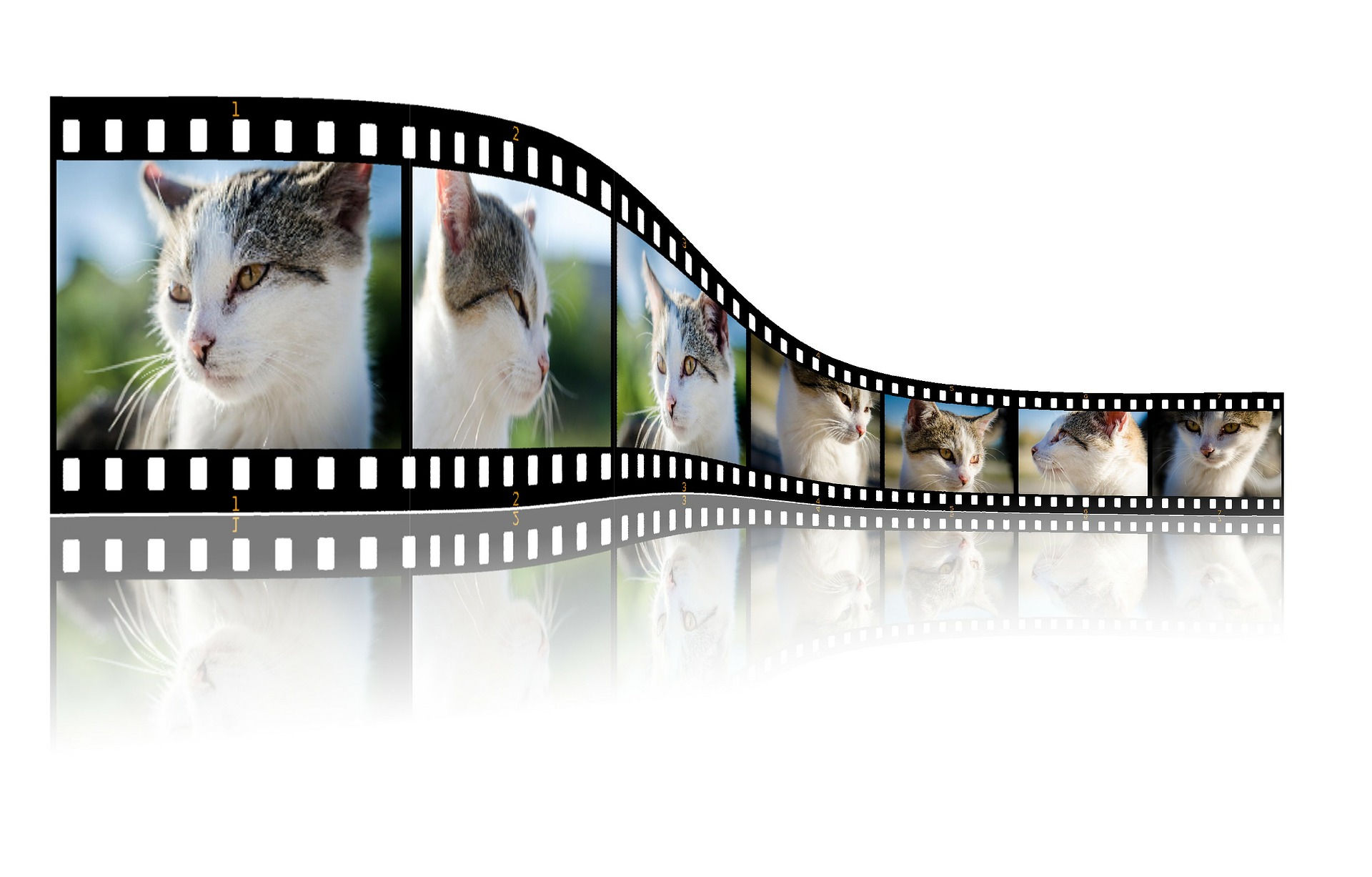 cat on video