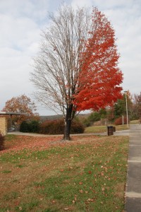 half the leaves are gone